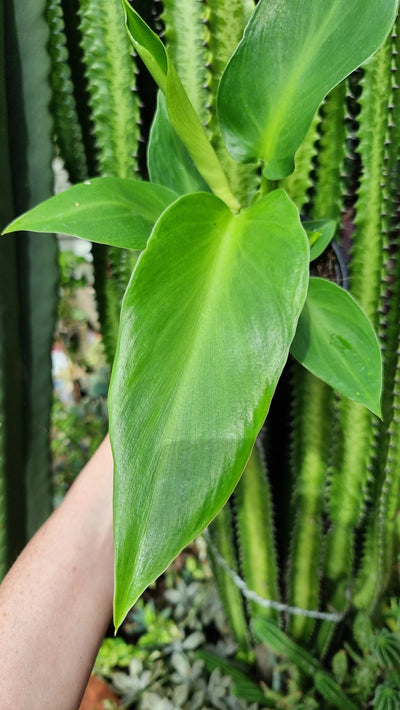 Philodendron rugosum f. aberrant 'Radiance' - Sow's Ear Plant Root'd Plants 