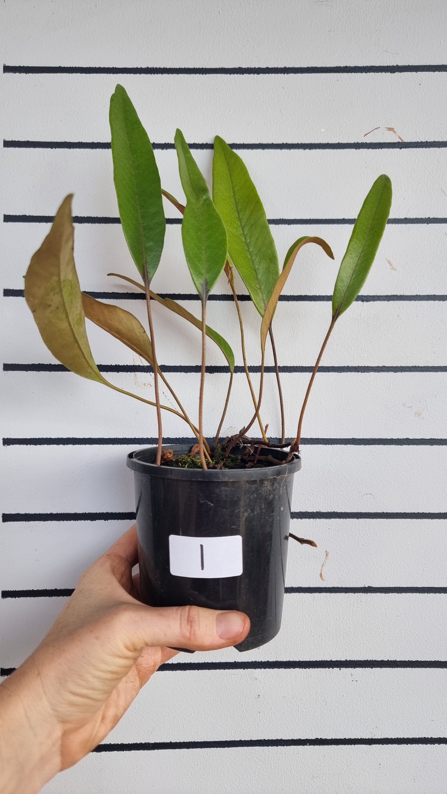 Pyrrosia lingua - Japanese Felt Fern