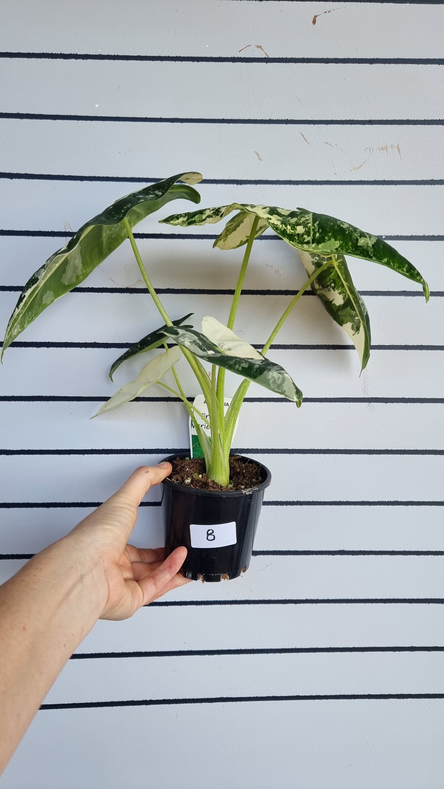 Alocasia micholitziana 'Frydek' - 雜色綠天鵝絨
