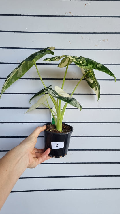 Alocasia micholitziana 'Frydek' - 雜色綠天鵝絨