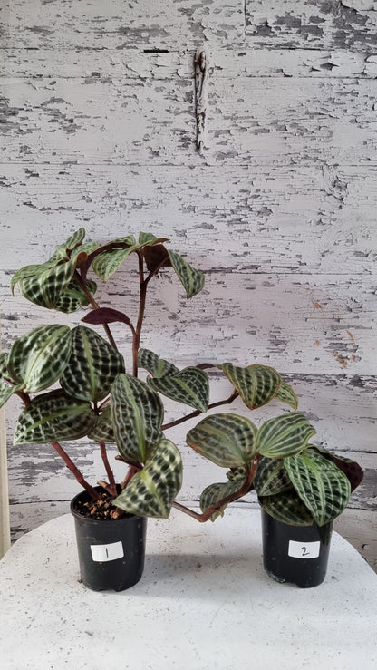 Geogenanthus poeppigii (Non-TC) - Seersucker Plant