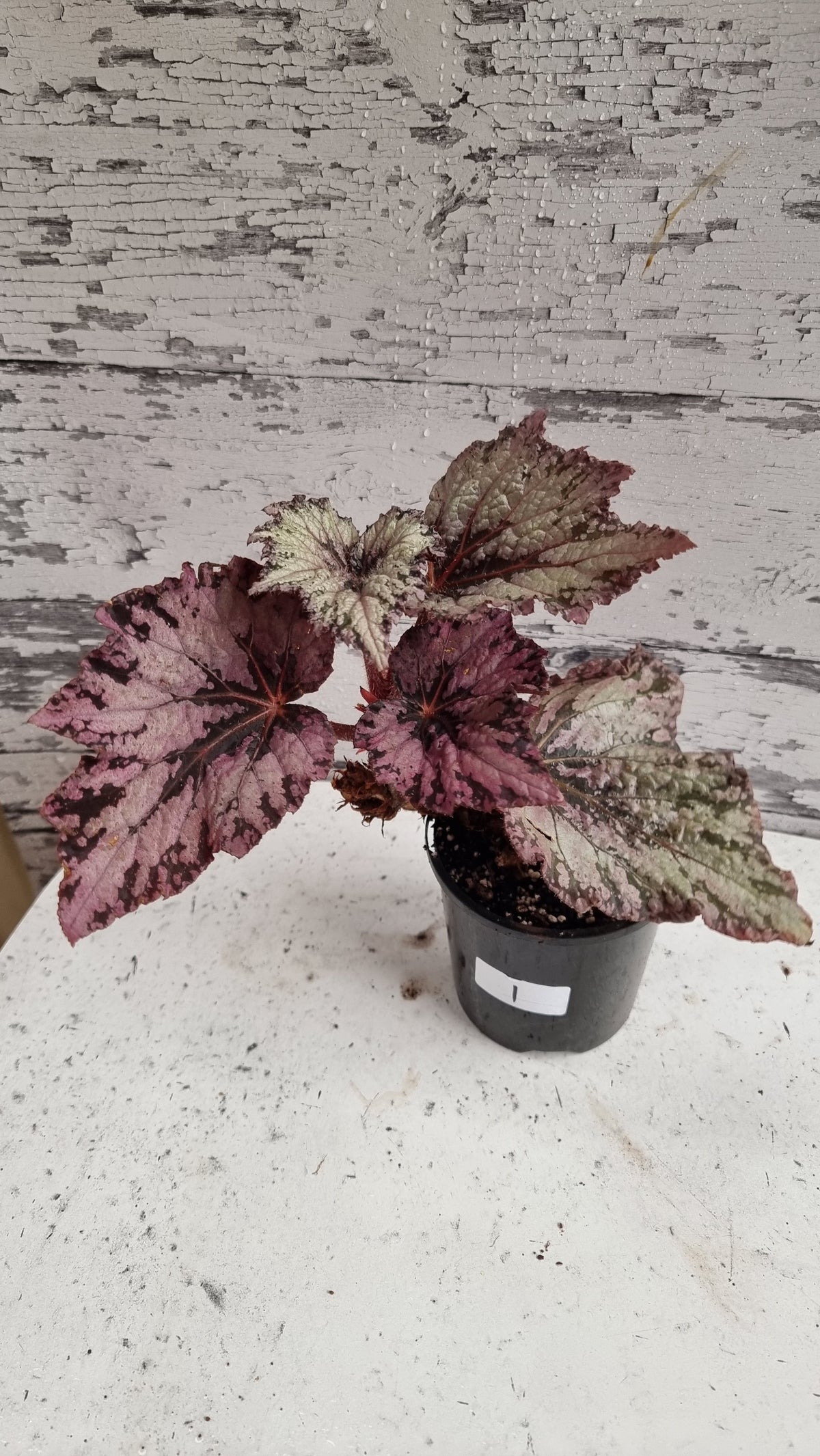 Begonia 'Arctic Breeze'