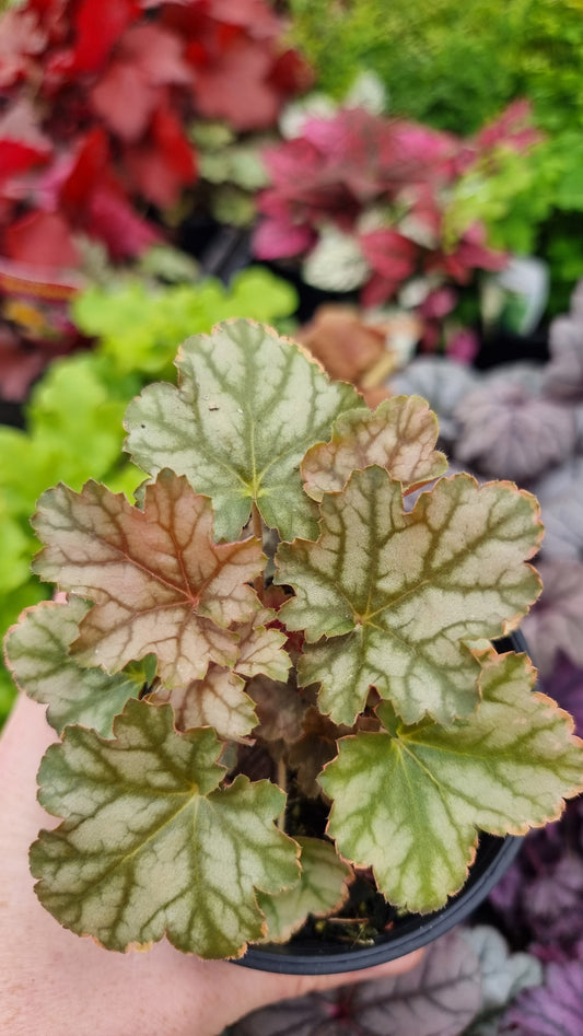 Heuchera 'Ginger Ale' - Coral Bells