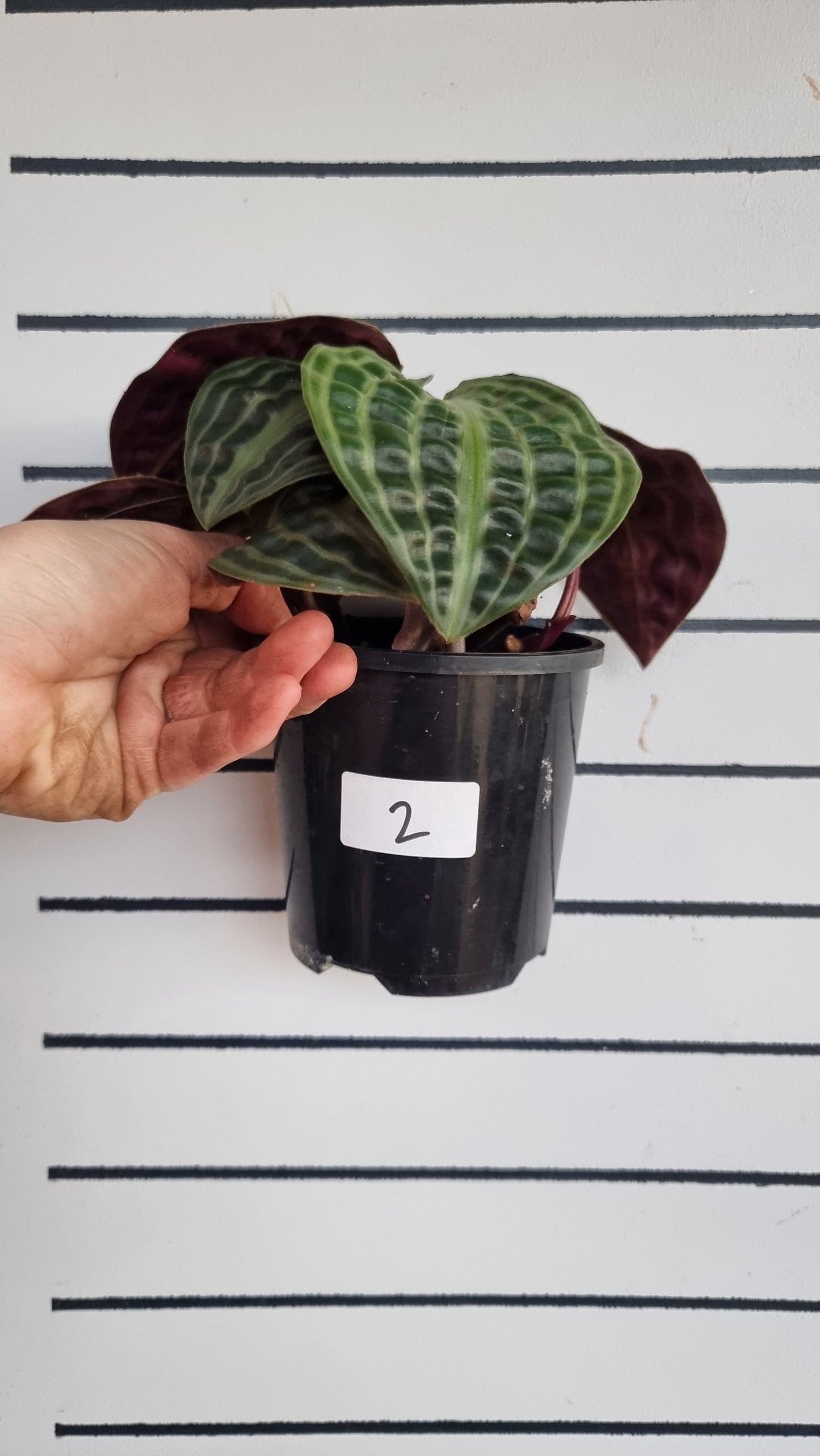 Geogenanthus poeppigii (Non-TC) - Seersucker Plant