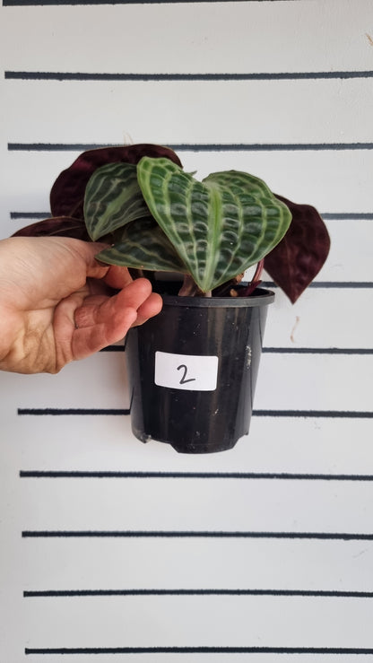 Geogenanthus poeppigii (Non-TC) - Seersucker Plant