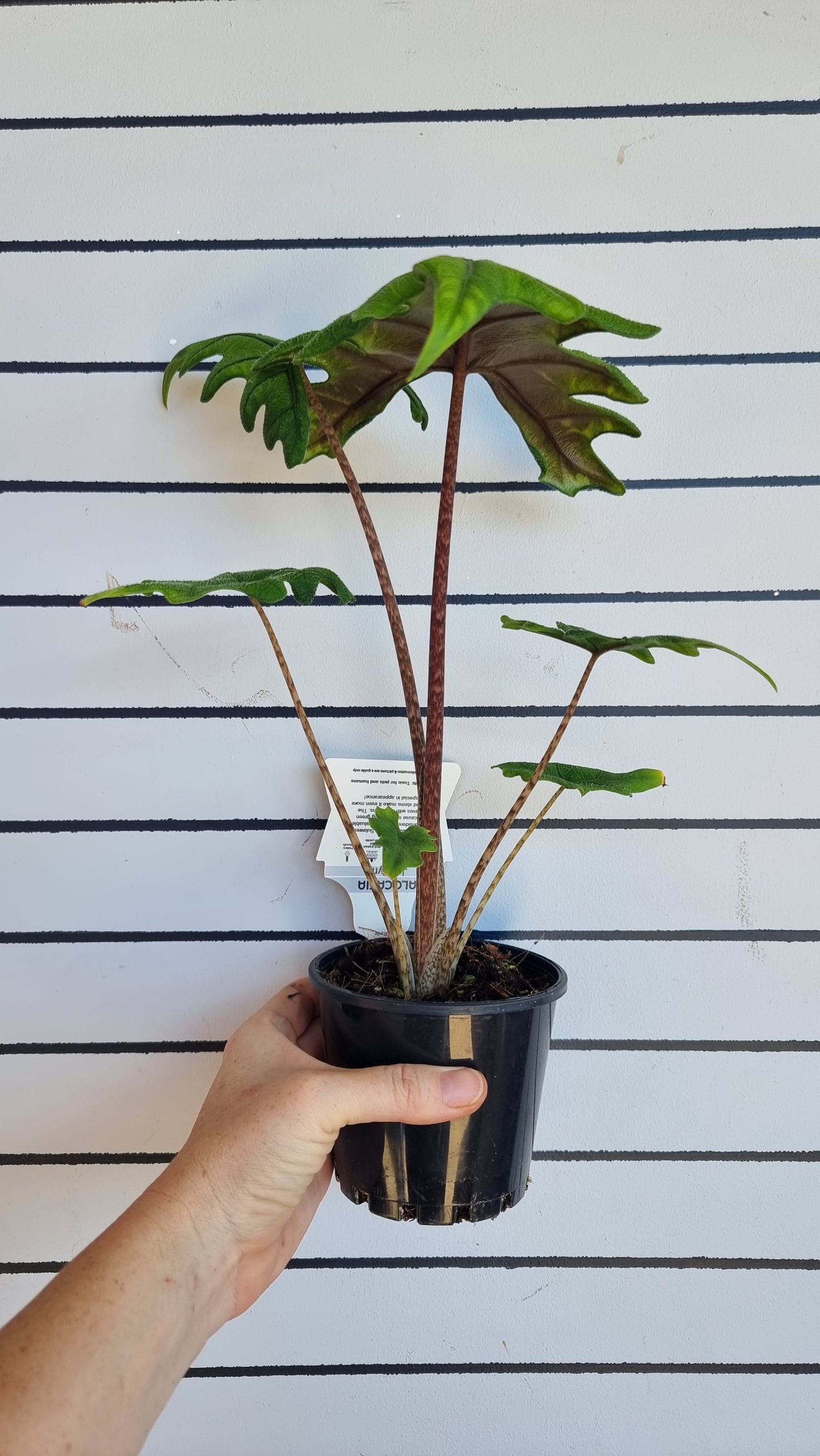 Alocasia 'Jacklyn' (likely Alocasia tandurusa)