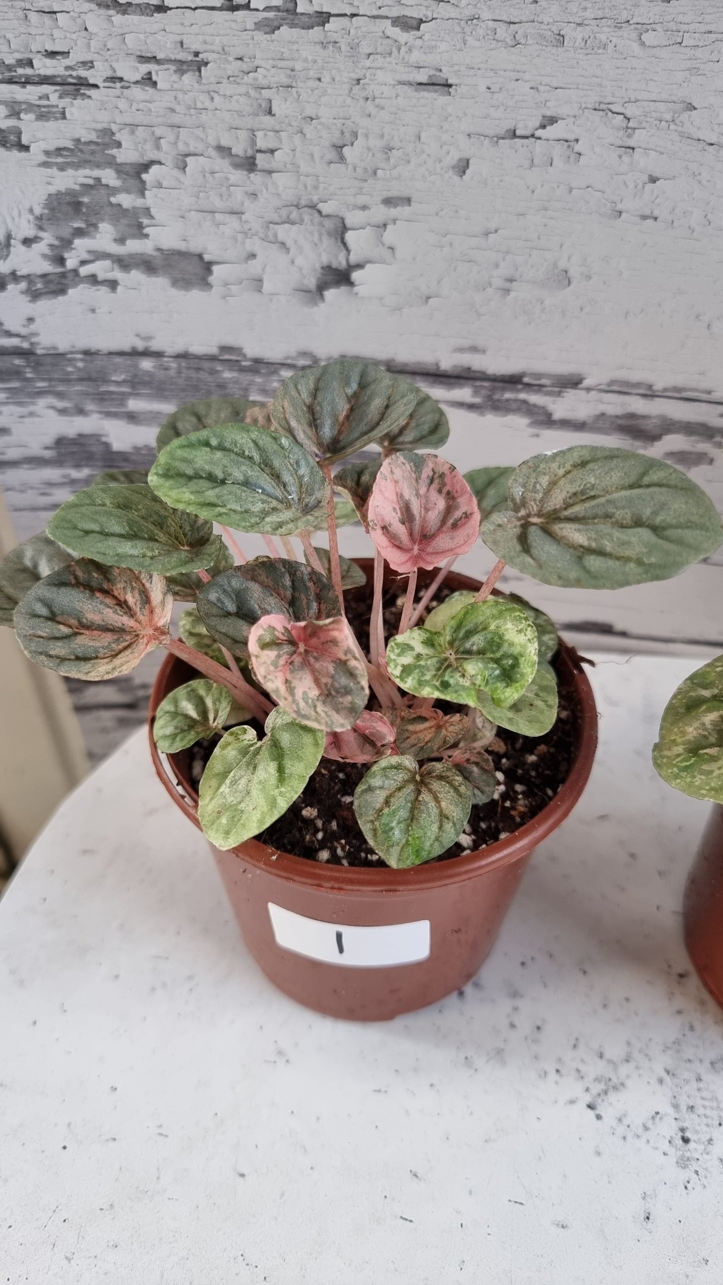 Peperomia caperata 'Pink Lady'