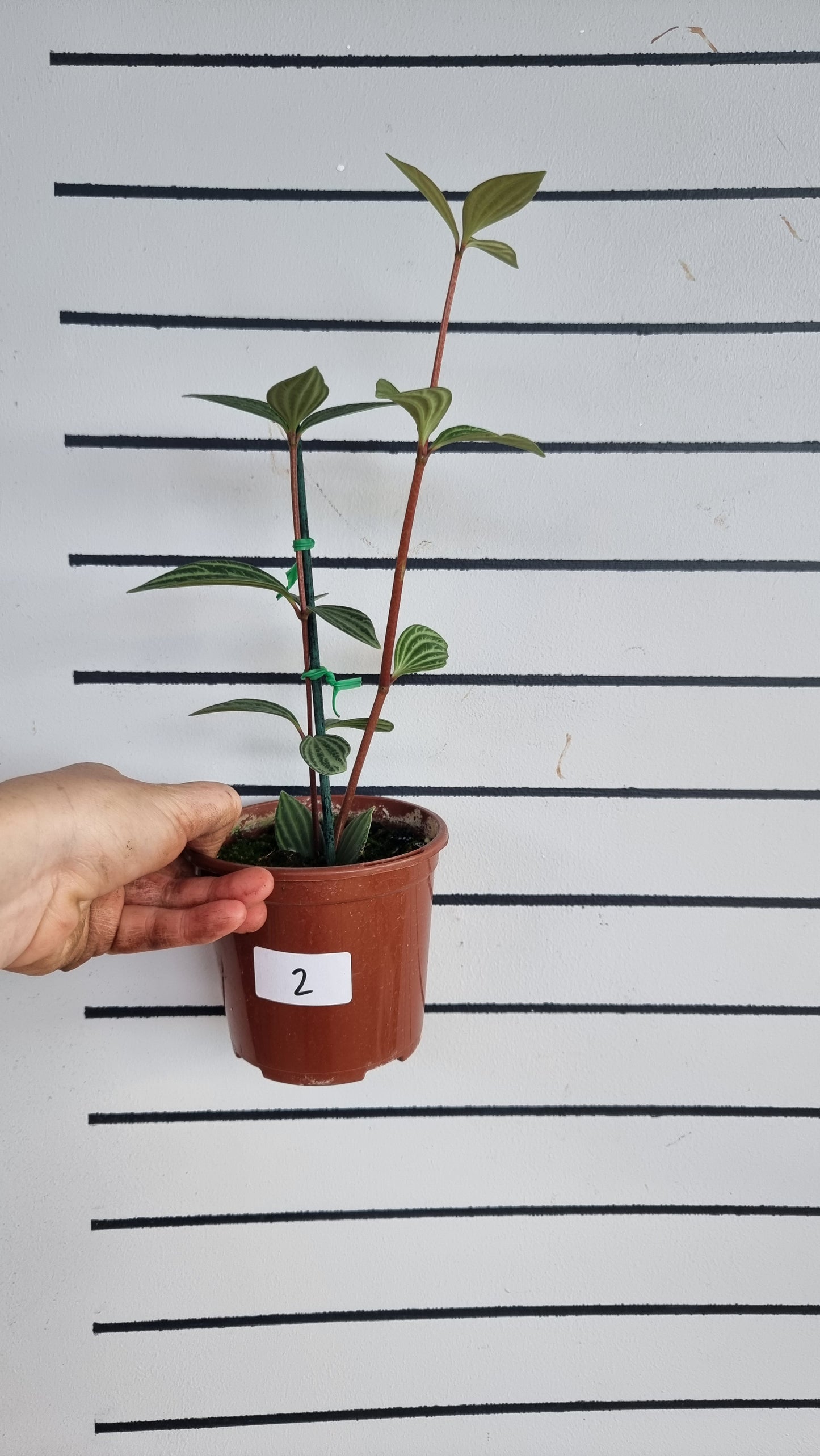 Peperomia tetragona - Parallel Peperomia
