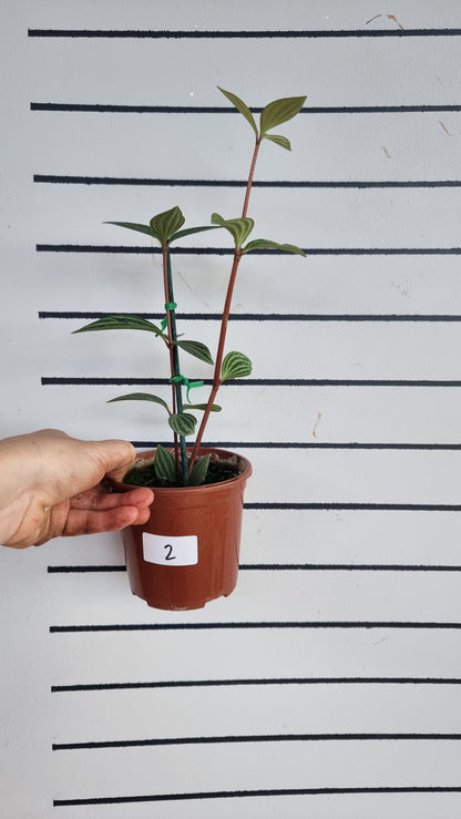 Peperomia tetragona - Parallel Peperomia