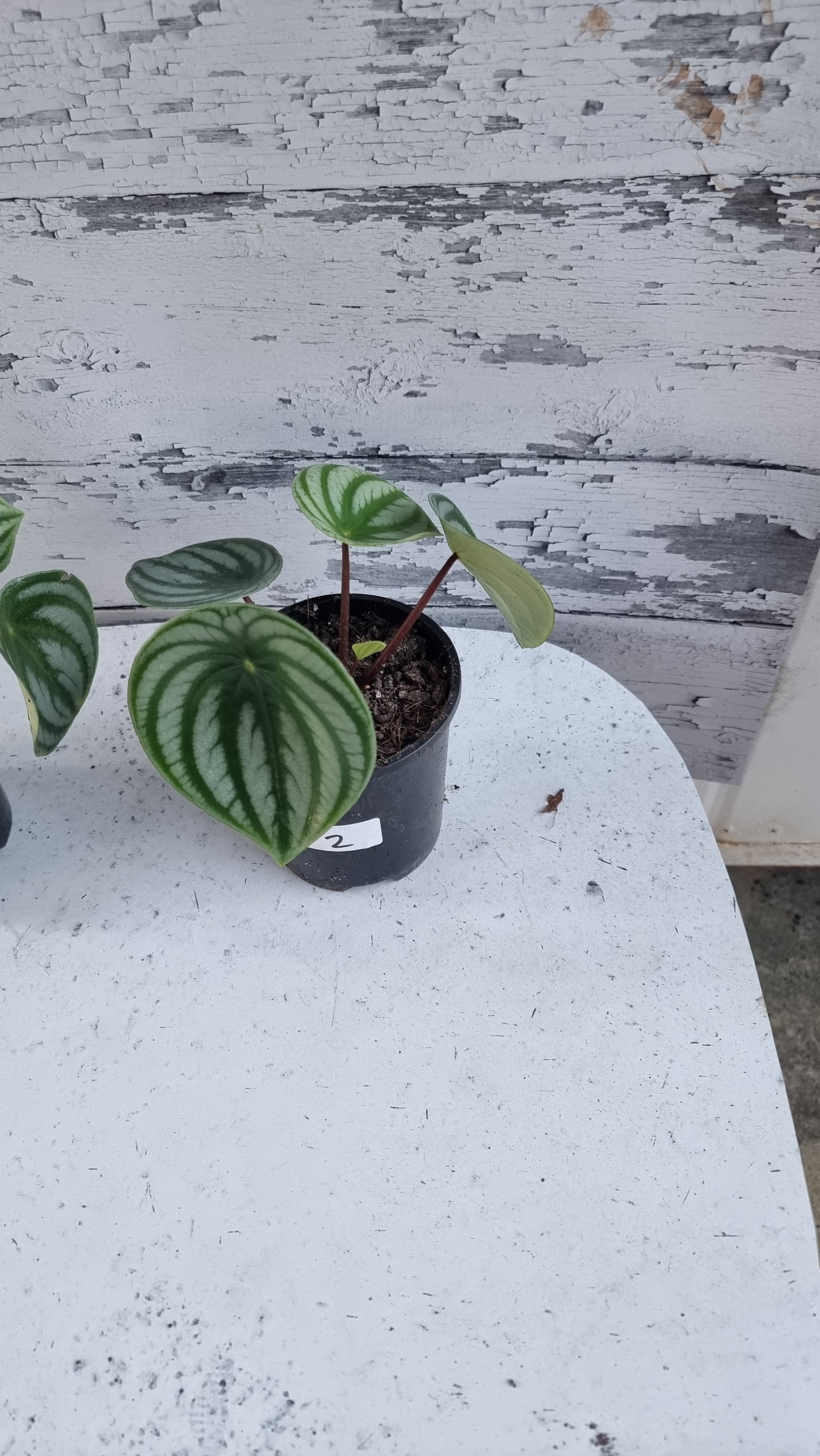 Peperomia argyreia - Watermelon Peperomia (Non-TC)