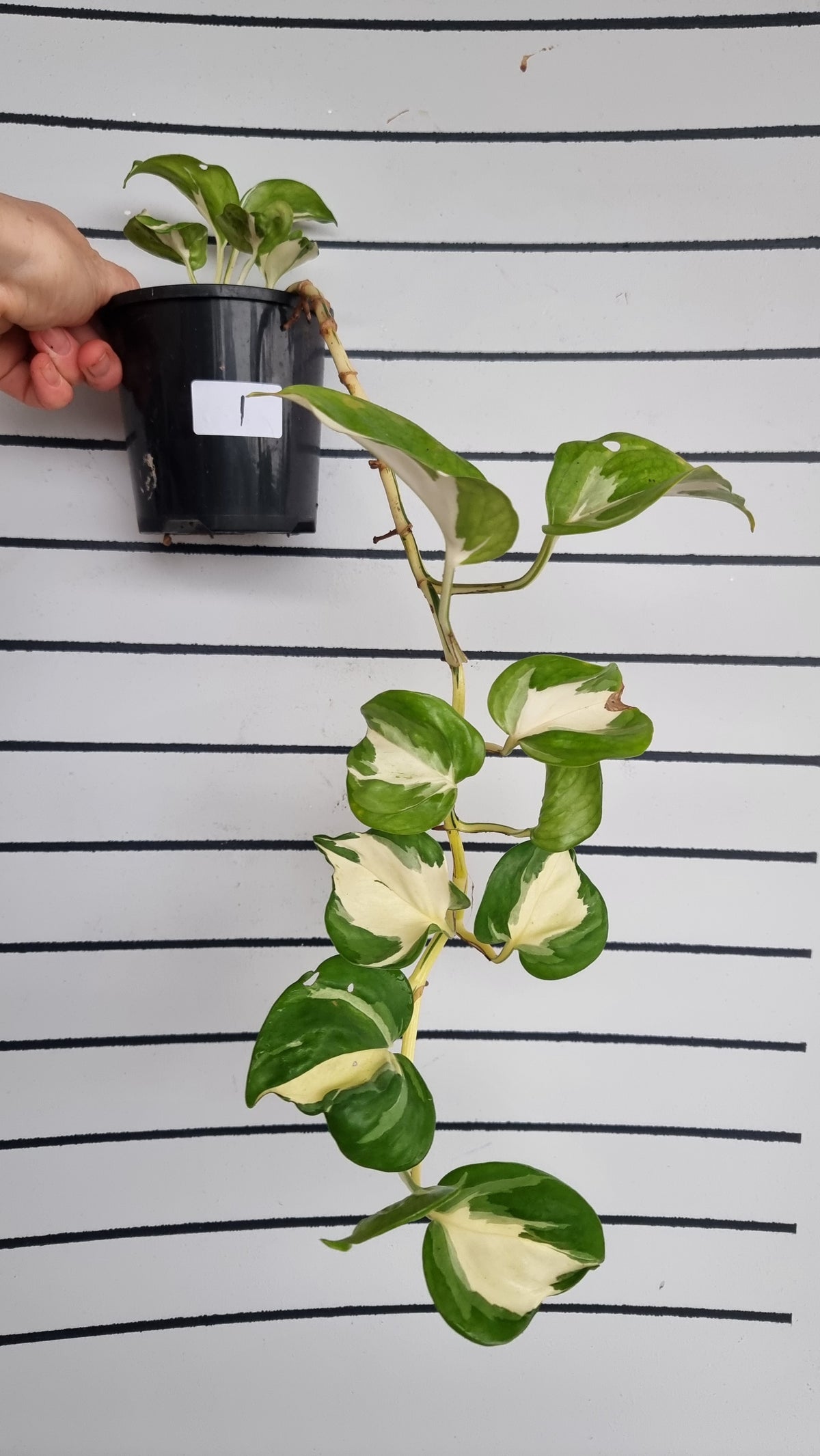 Epipremnum aureum 'Manjula'