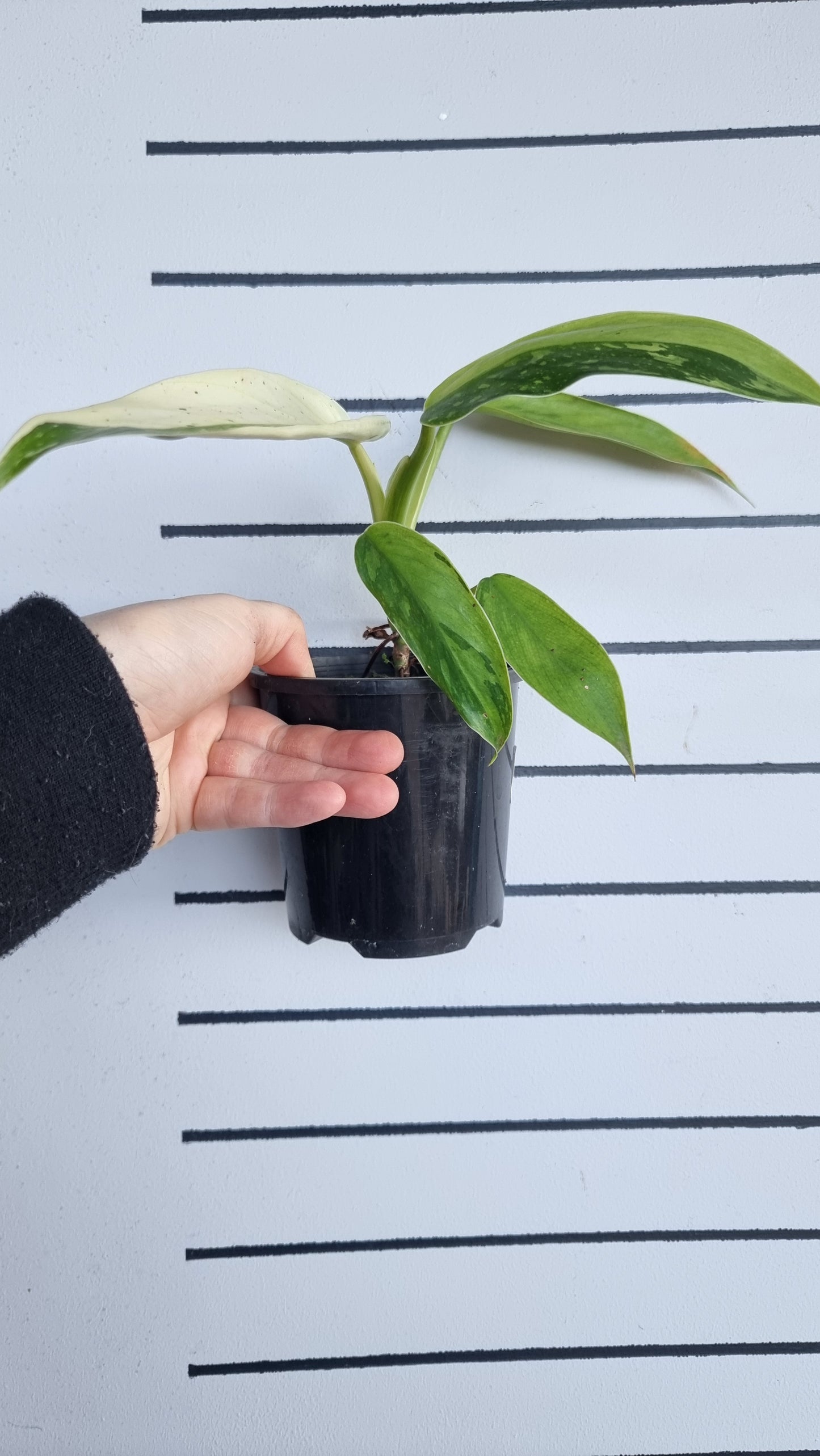 Philodendron 'Jose Buono'