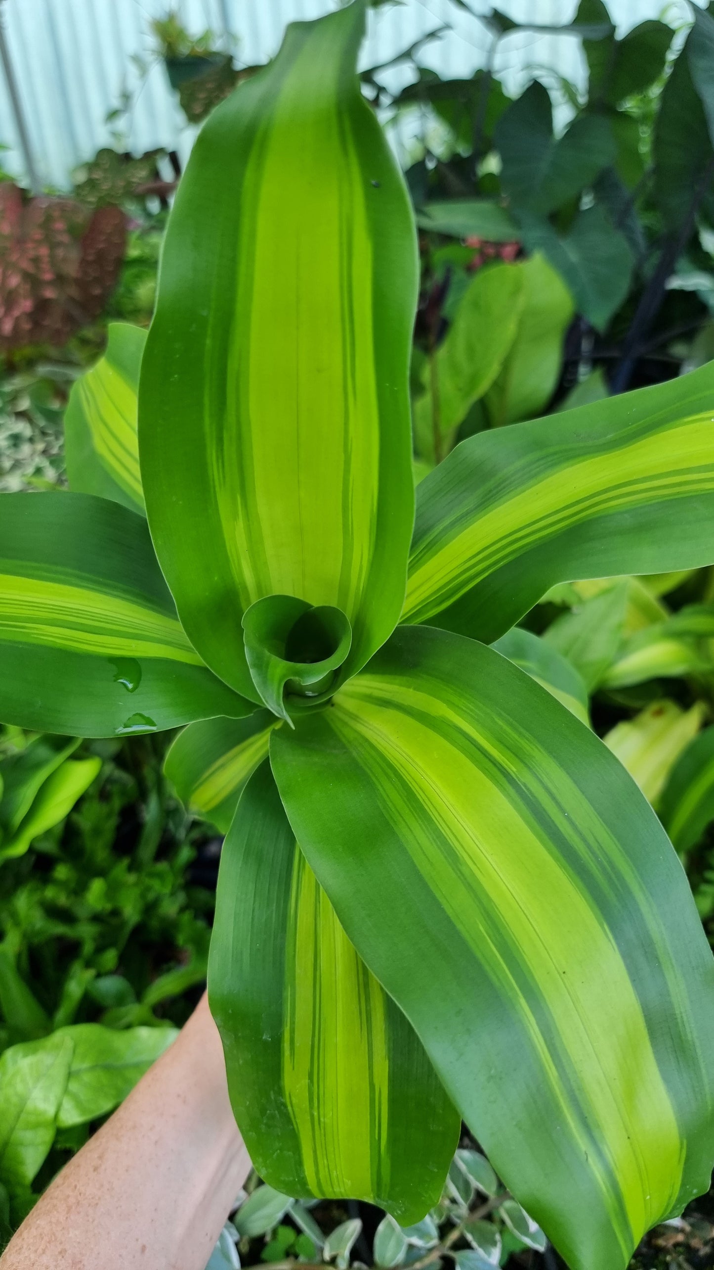 Draceana fragrans cv. Massangeana - Happy Plant