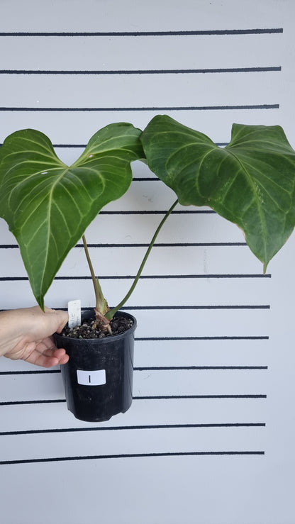 Anthurium macrolobium