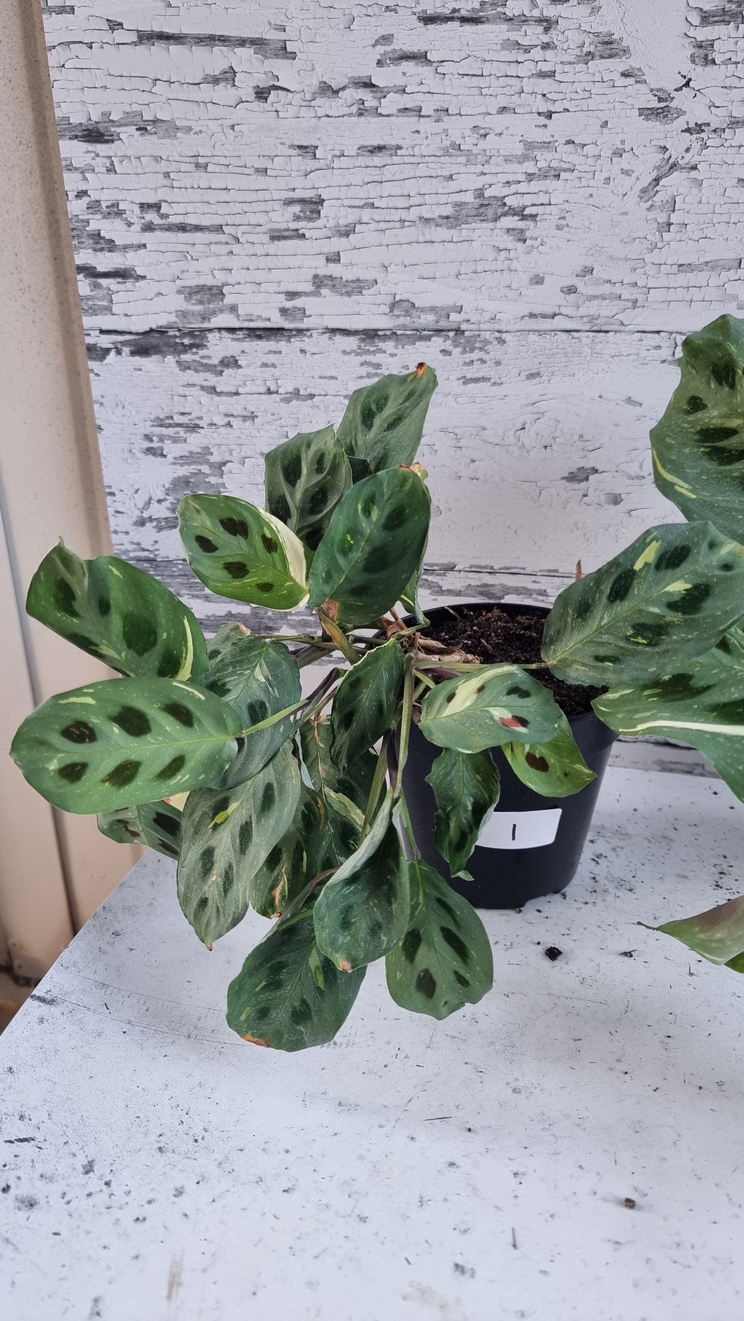 Maranta leuconeura “Kerchoveana” variegata - 雜色祈禱植物