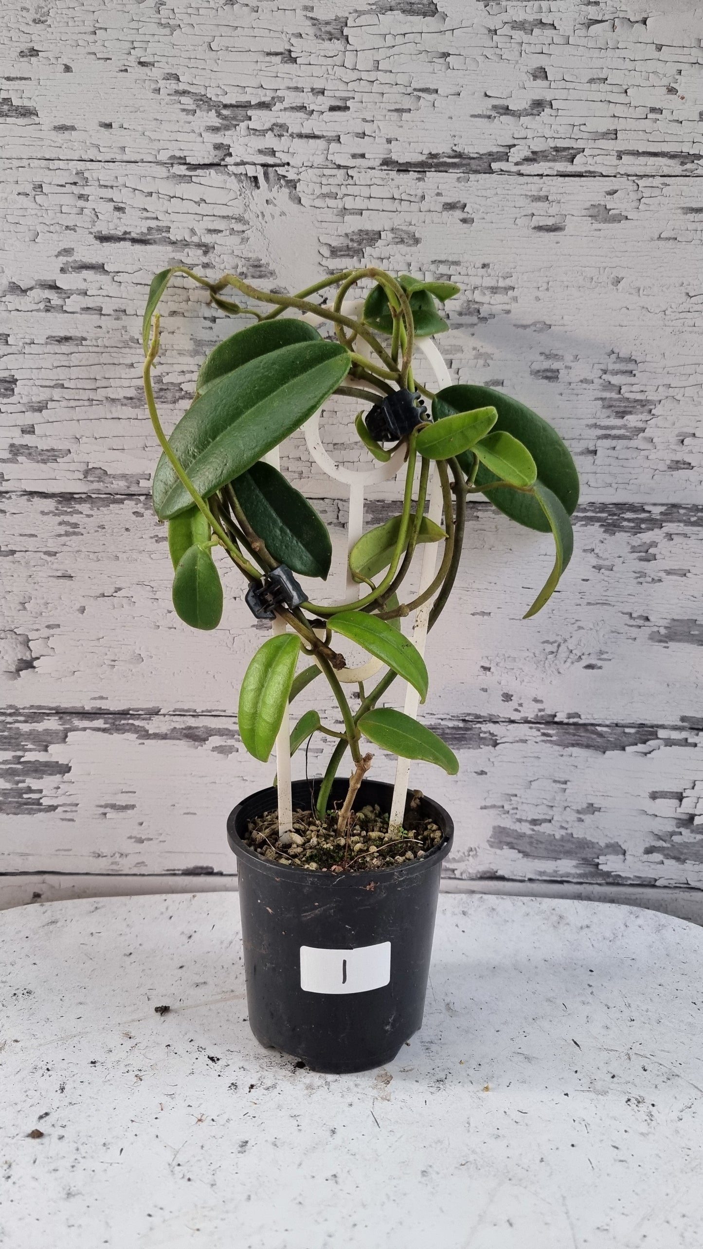Hoya coronaria 'Red' - Wax Vine Plant