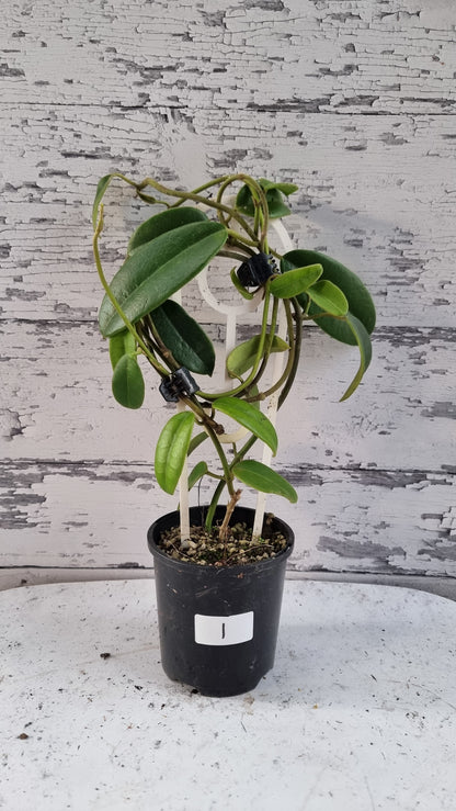 Hoya coronaria 'Red' - Wax Vine Plant