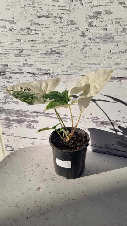 Syngonium podophyllum 'Fantasy' - Variegated Arrowhead Plant