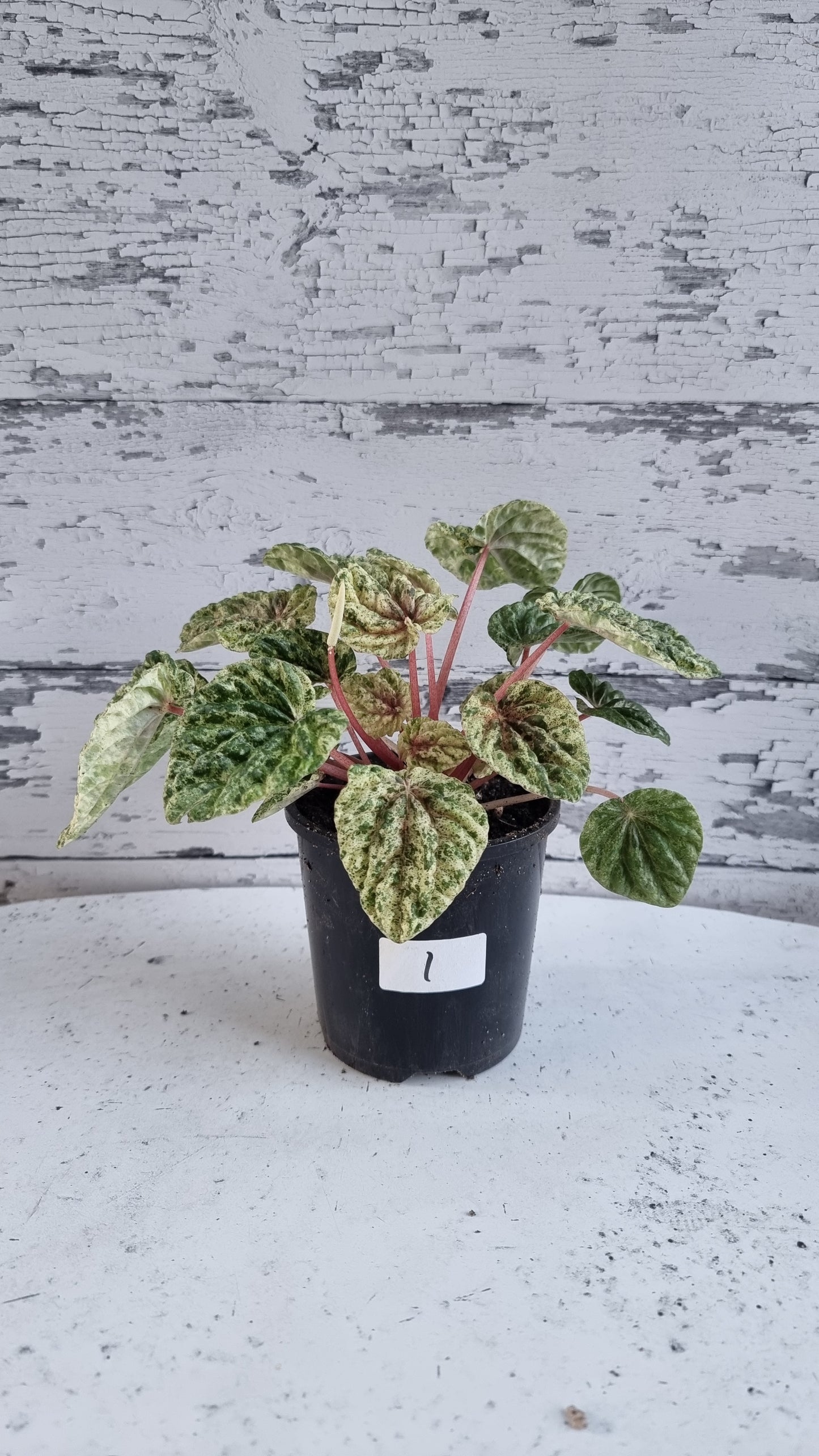 Peperomia caperata variegata - Variegated Ripple Pep