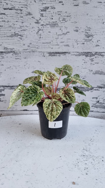 Peperomia caperata variegata - Variegated Ripple Pep