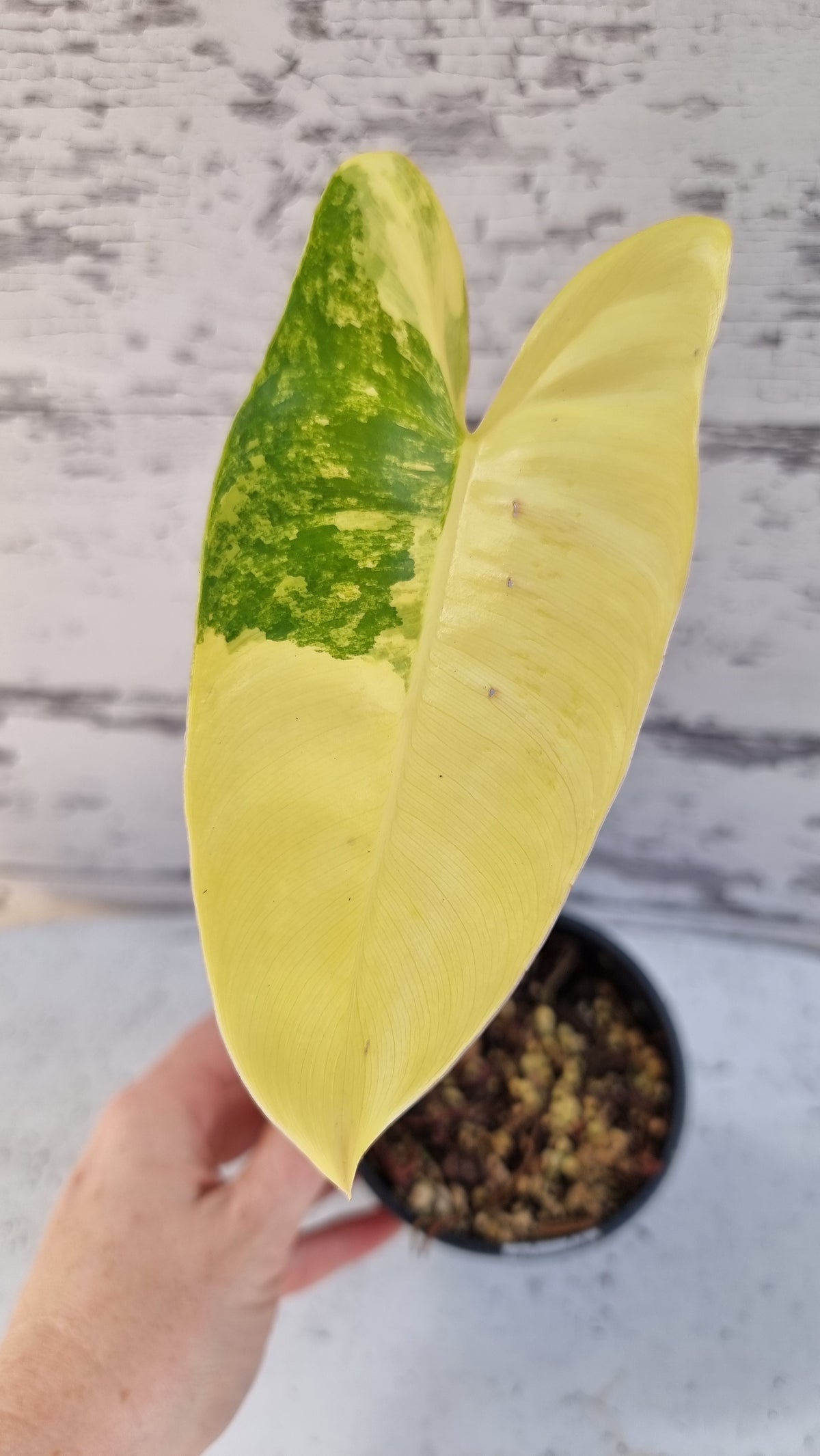 Philodendron 'Burle Marx' variegata