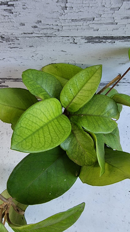 Hoya fungii - Wax Vine Plant