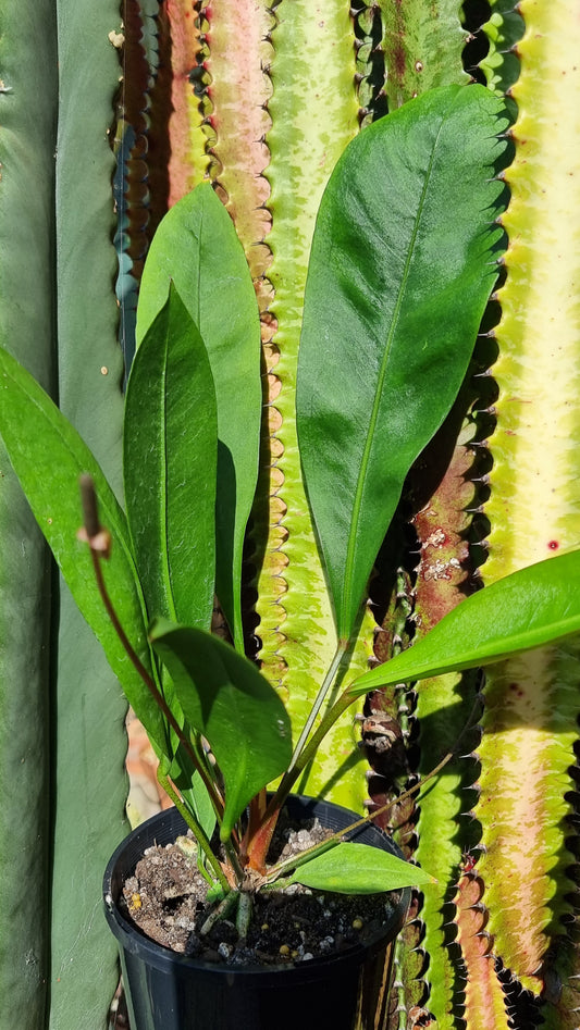 Anthurium gracile - Red Pearls Anthurium