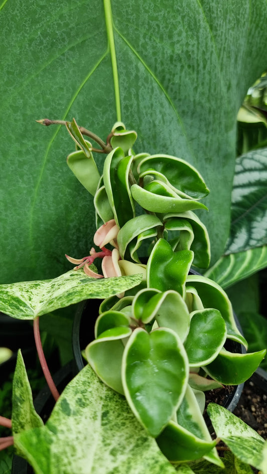 Hoya carnosa 'compacta variegata' -  Variegated Rope Hoya