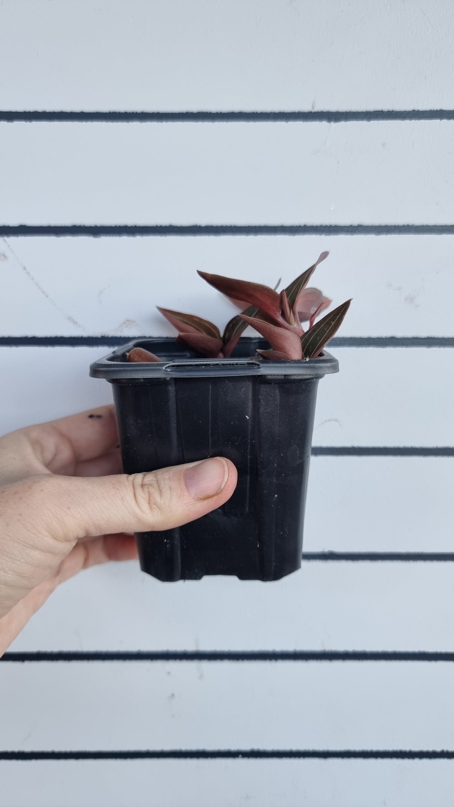 Ludisia discolor 'Jinhua' - Jewel Orchid
