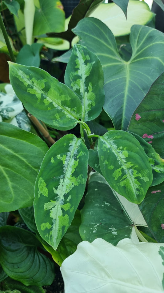 Aglaonema pictum tricolor - 迷彩中国万年青