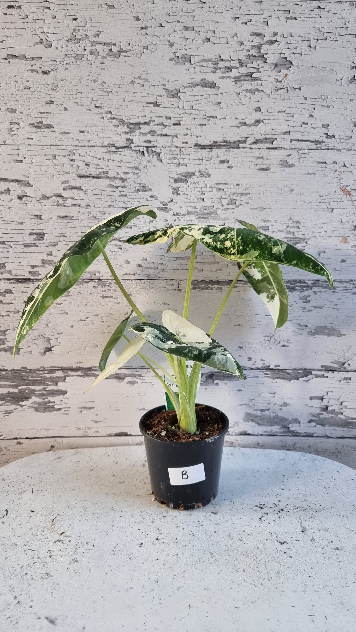 Alocasia micholitziana 'Frydek' - 雜色綠天鵝絨