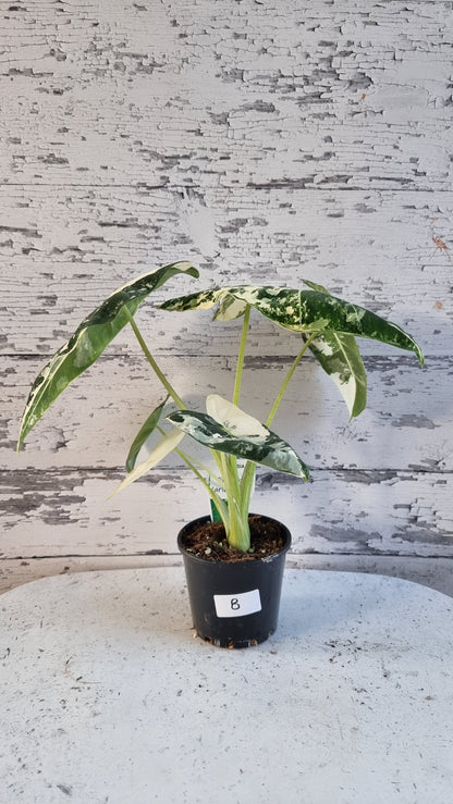 Alocasia micholitziana 'Frydek' - 雜色綠天鵝絨