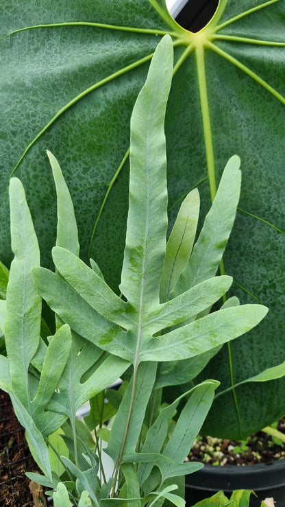 Phlebodium aureum - Blue Star Fern