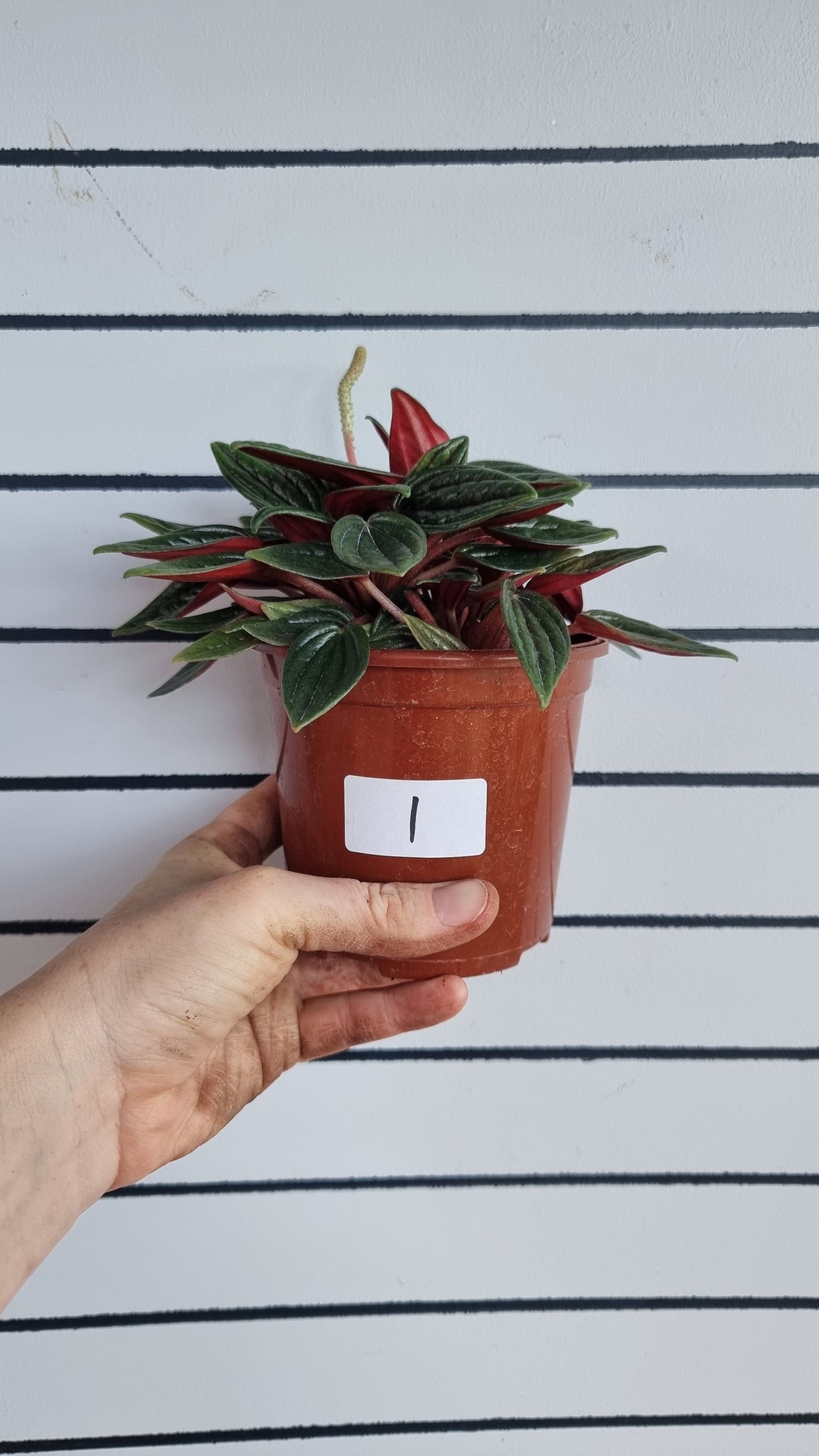 Peperomia caperata 'Eden Rosso'