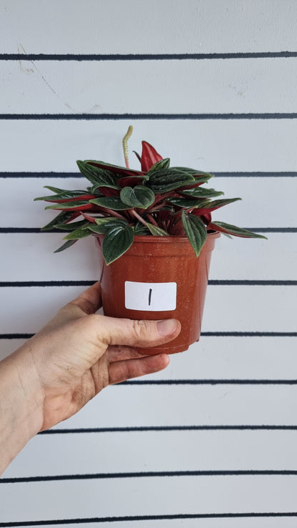 Peperomia caperata 'Eden Rosso'