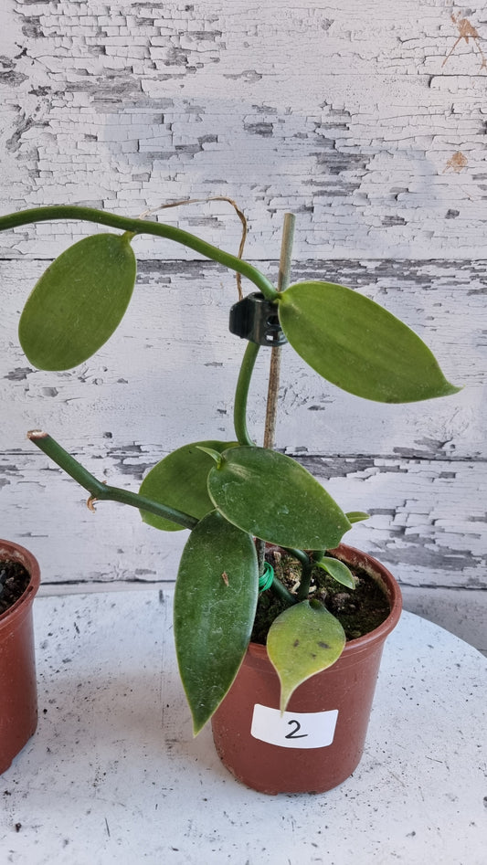 Vanilla planifolia - Vanilla Orchid