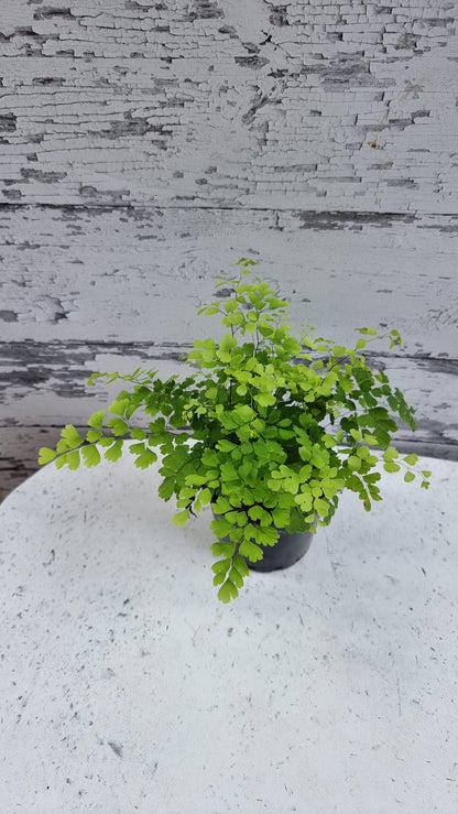 Adiantum raddianum - 三角铁线蕨