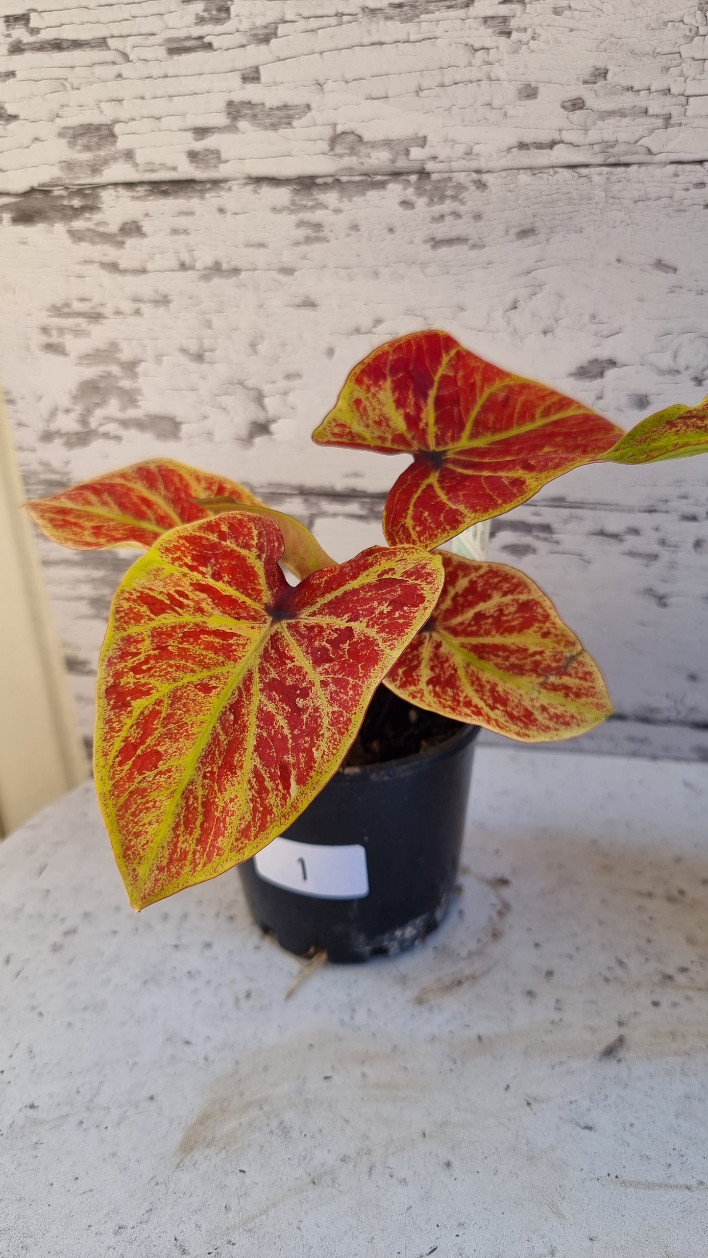Caladium bicolour 'Amber Flame'