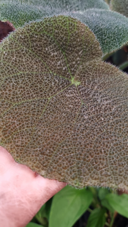 Begonia masoniana 'River'