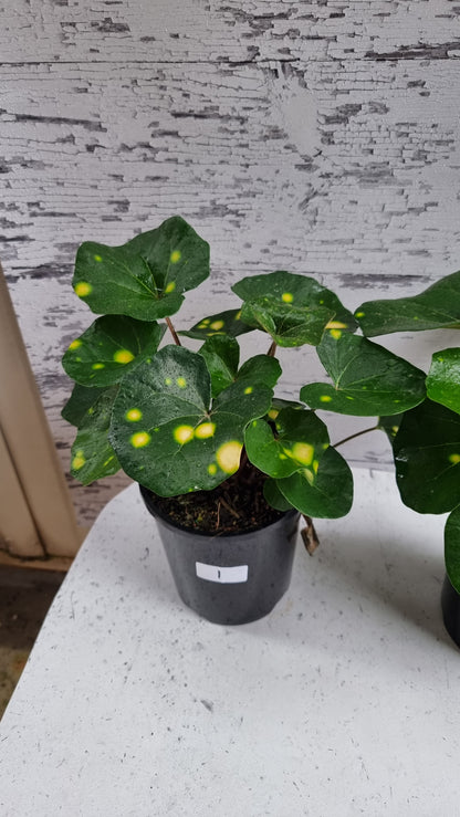 Farfugium (prev. Ligularia) japonicum 'Aureomaculatum' - 斑豹植物
