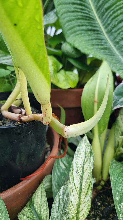 Philodendron crassinervium