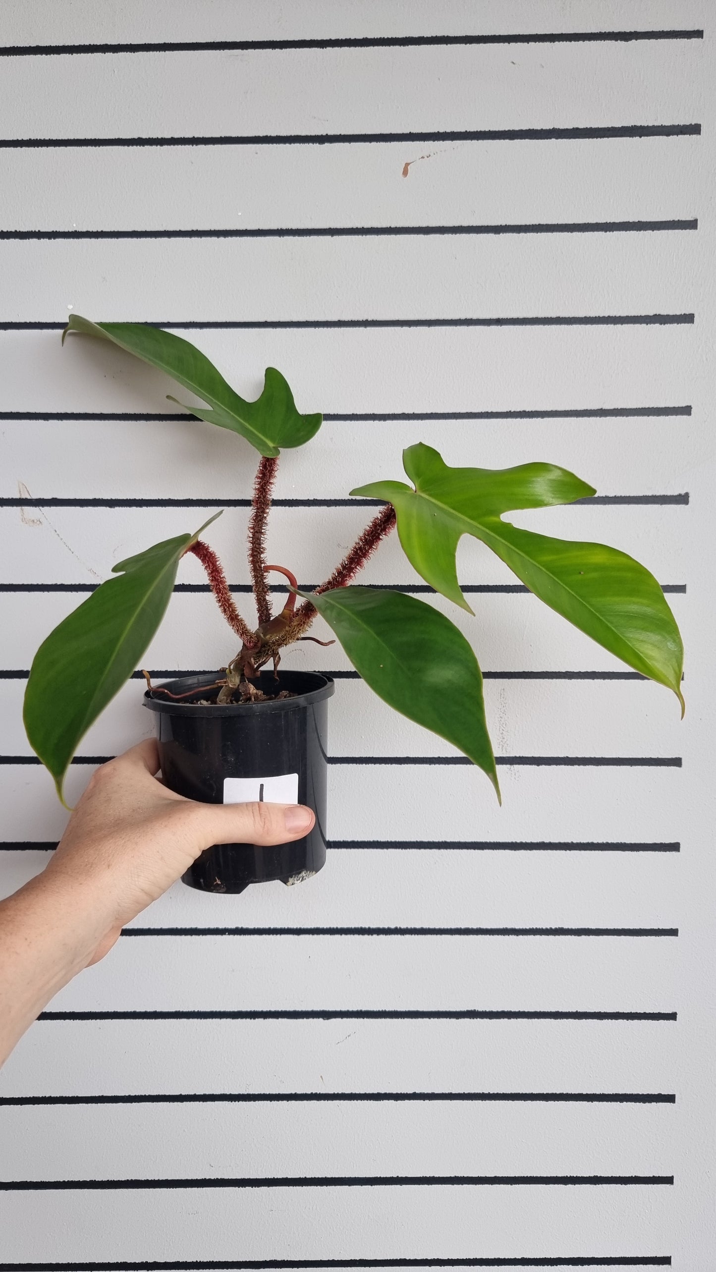 Philodendron squamiferum
