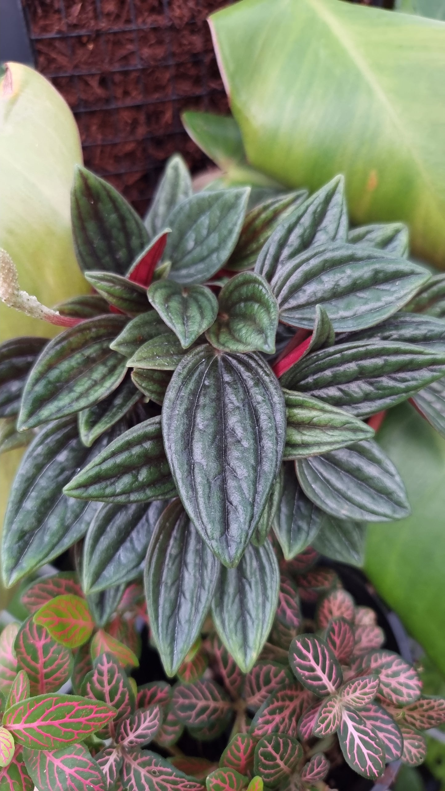Peperomia caperata 'Eden Rosso'