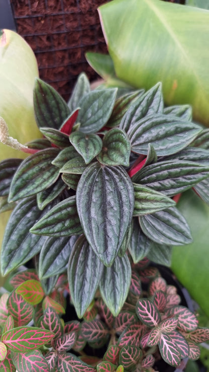Peperomia caperata 'Eden Rosso'