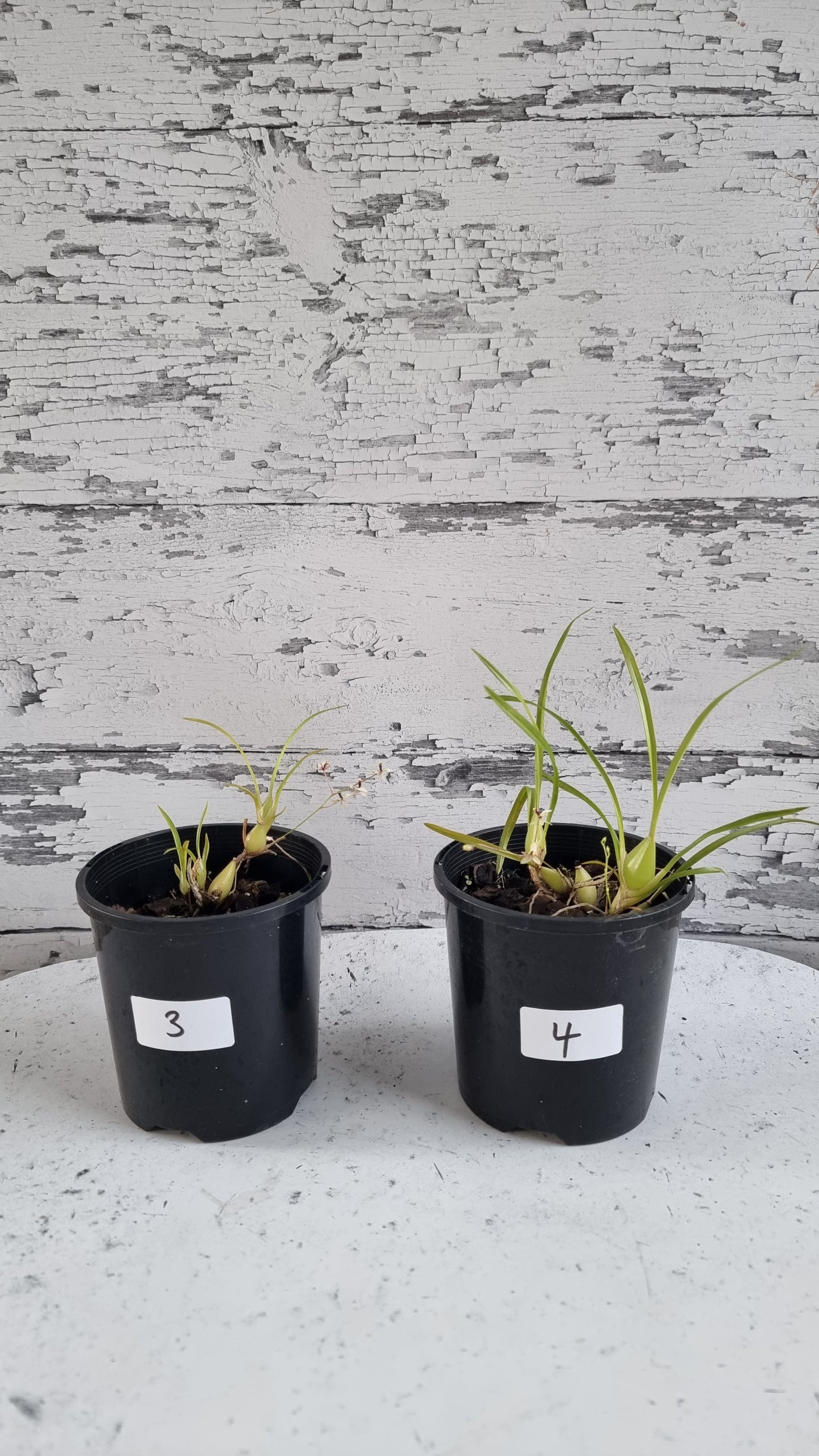 Gomesa (prev. Ornithophora) radicans - Miniature Orchid