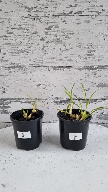 Gomesa (prev. Ornithophora) radicans - Miniature Orchid