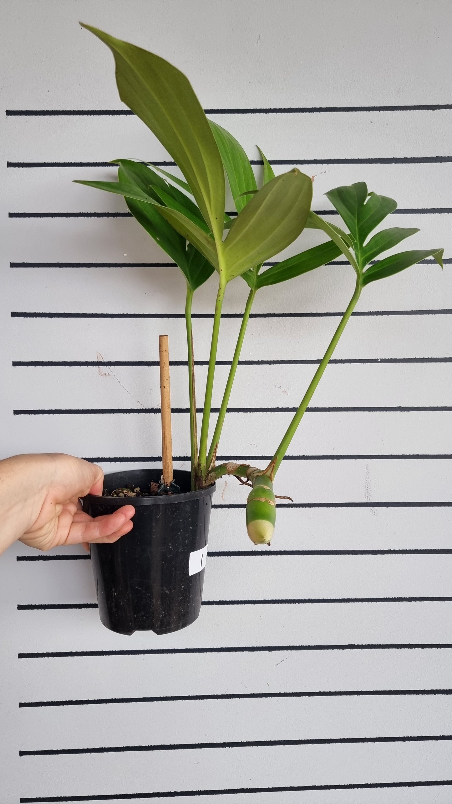 Rhaphidophora decursiva - Dragons Tail Plant