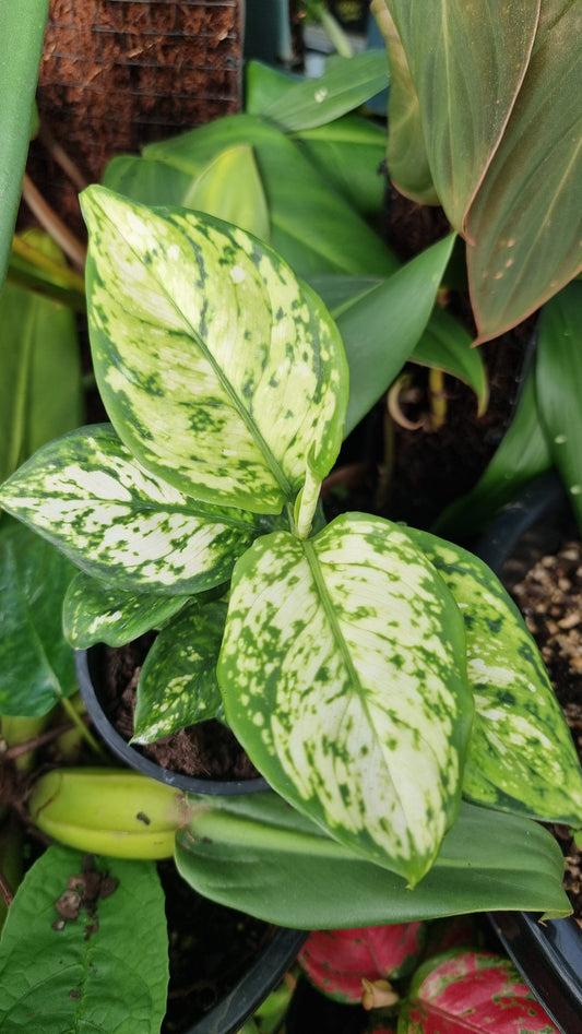 Aglaonema '超白'
