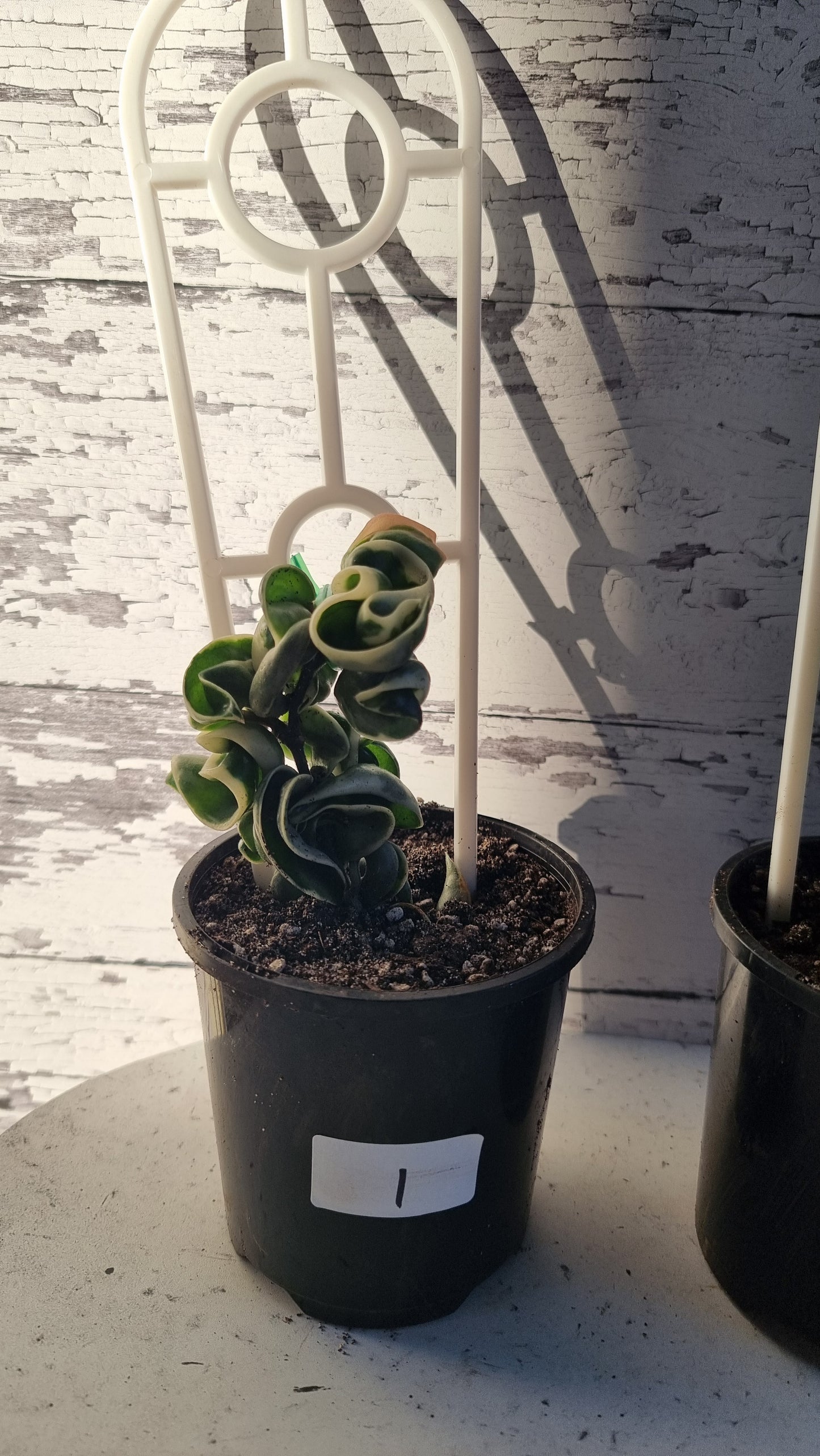 Hoya carnosa 'compacta variegata' -  Variegated Rope Hoya