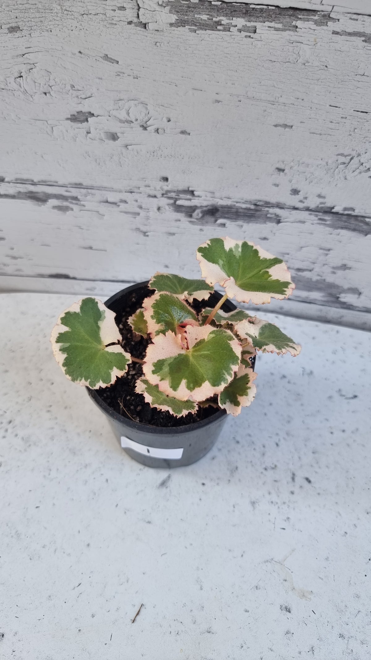 Saxifraga stolonifera variegata 'Tricolor' - 雜色草莓海棠